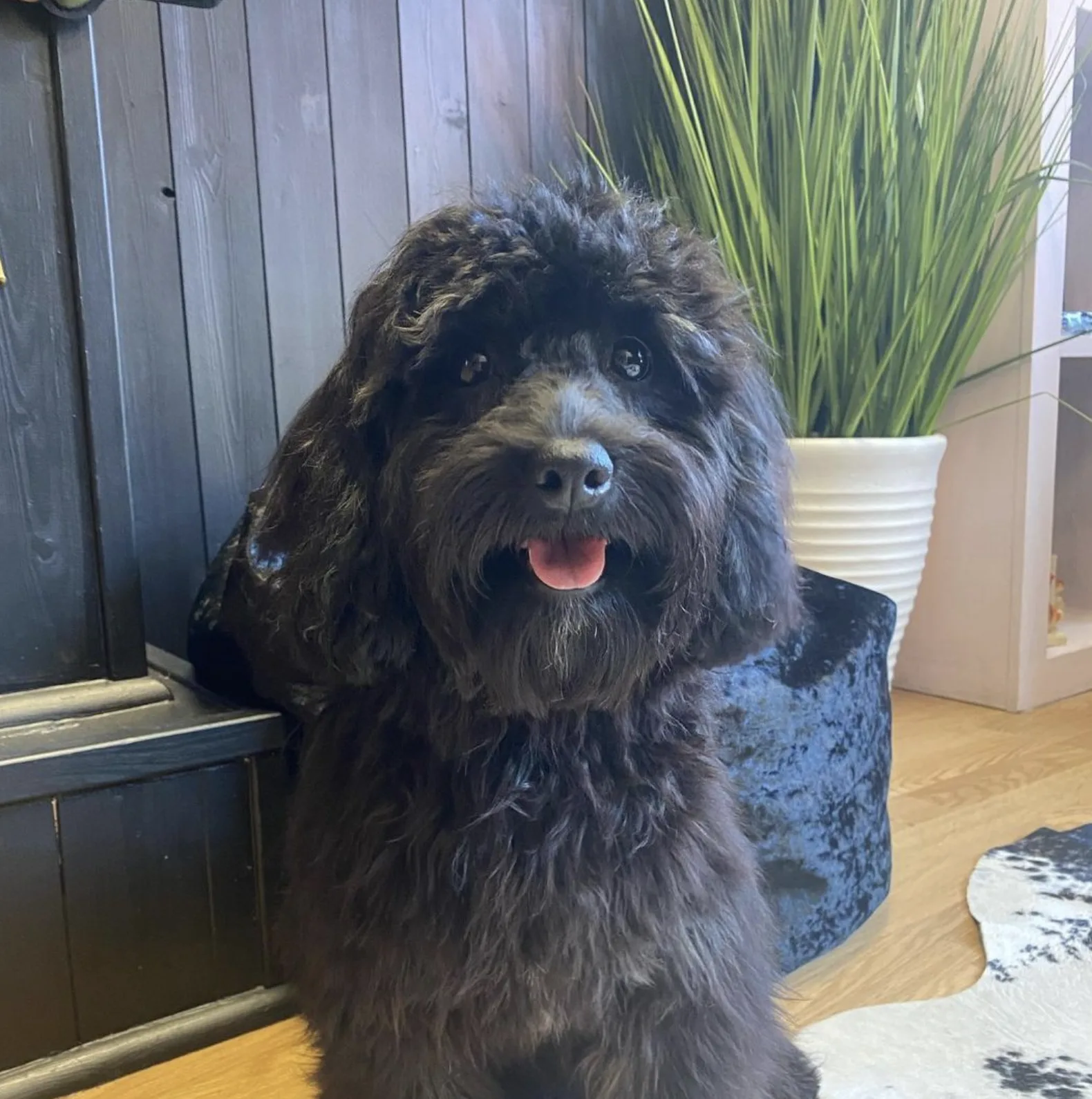 Woof Love & More - premium dog grooming in Grantham